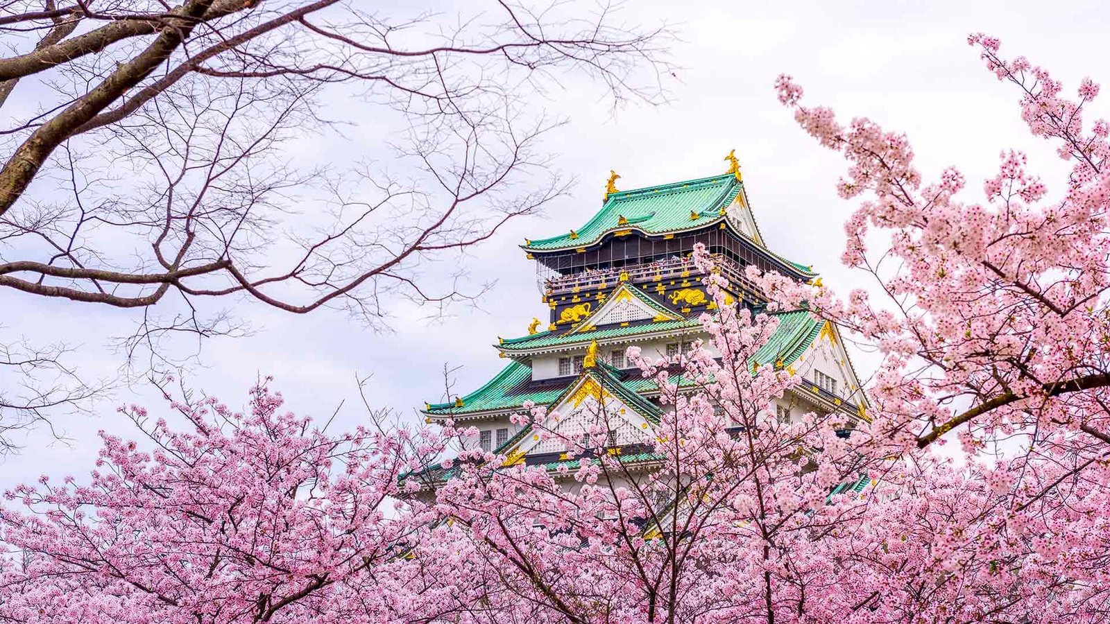 Osaka Castle Cherry Blossom